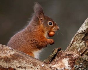 picture of Red Squirrel - click for larger image. Opens in new tab