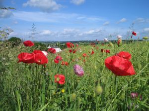 picture of wildflower meadow - click for larger image. Opens in new tab