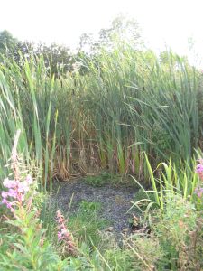 picture of Reed bed - click for larger image. Opens in new tab