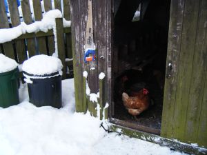 picture of Cold Hens - click for larger image. Opens in new tab