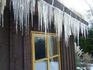 picture of Real Icicles - click for larger image. Opens in new tab